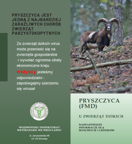 Pryszczyca – jedno z największych zagrożeń dla zwierząt parzystokopytnych
