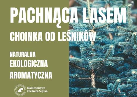 Zakup choinek - Pachnąca lasem choinka od leśników